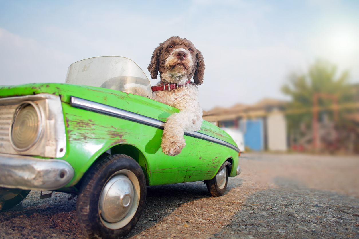 Why Dogs Don’t Make Great Driving Companions?